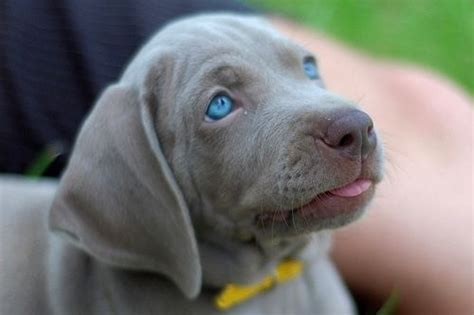 English lab puppy family loved labs has puppies for sale on akc puppyfinder. Just a little lick?