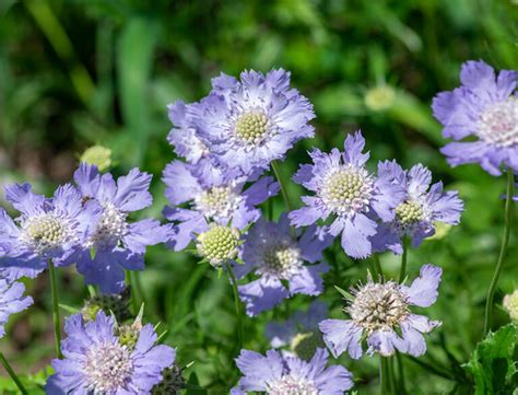 How To Grow And Care For Scabiosa A Comprehensive Guide