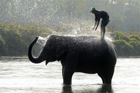 Nepal Elephants Rescue Hundreds Of Stranded Tourists In Flooded Jungle