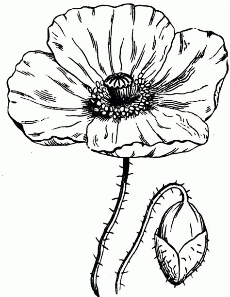 Easy Simple Poppy Flower Drawing How To Draw A Poppy Flower Easy Step