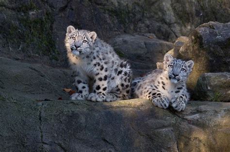 Adorable Snow Leopard Cubs Thriving At Zoo Zürich In