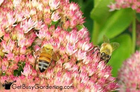 Best flowers for bees in vegetable garden. How To Attract Bees To Your Vegetable Garden - Get Busy ...