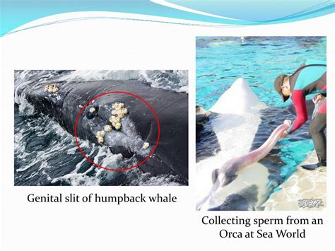 Ppt Whale Mating And Reproduction Powerpoint Presentation Free