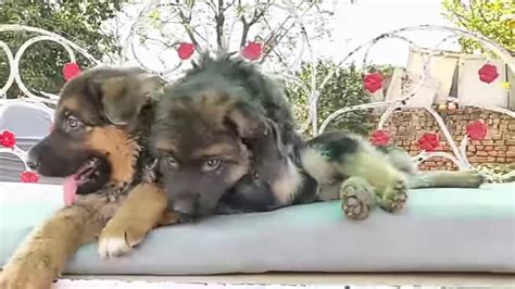 If you are unable to find your german shepherd dog puppy in our puppy for sale or dog for sale sections, please consider looking thru thousands of german shepherd dog dogs for adoption. German Shepherd puppies available - YouTube