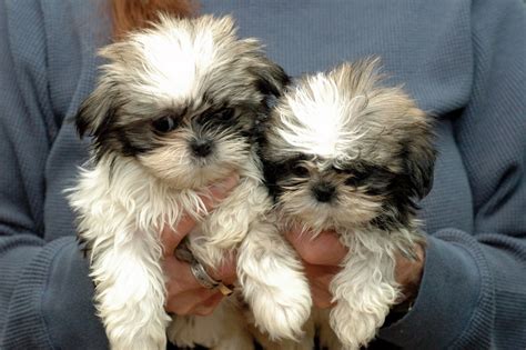 Maybe you would like to learn more about one of these? Puppies for Sale | Tustin, Michigan