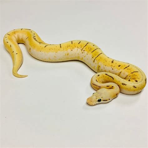Pastel Enchi Vanilla Pinstripe Woma Ball Python By Bhb Reptiles