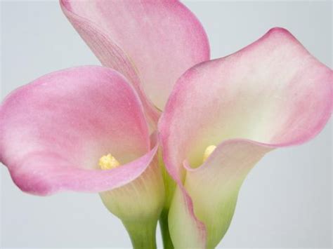 Pink Calla Lilies Photographic Print Jamie And Judy Wild