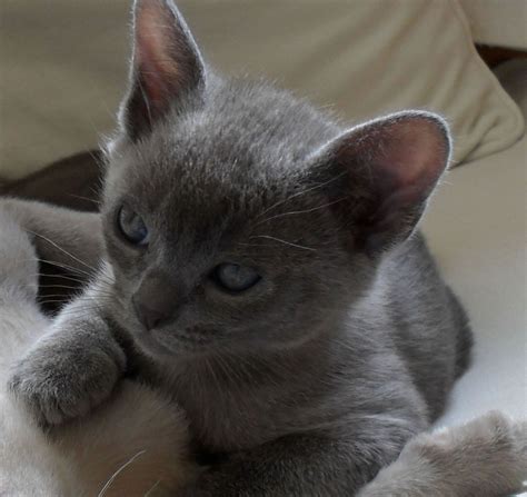 Sabokah burmese is a closed independent cattery. 10 Shocking Facts About Burmese Cat Breeders Bc | Burmese ...