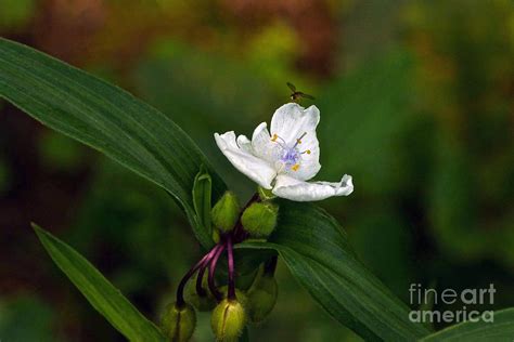 Come Into My Parlor Said The Spiderwort To The Hoverfly Photograph By