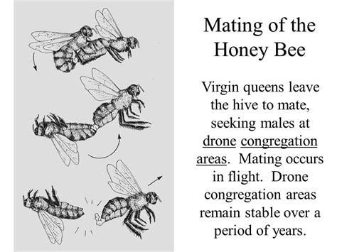 Honey Bee Biology The Basis For Colony Management Ppt Video Online Download