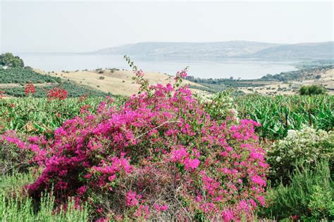 Looking Over The South End Of The Sea Of Galilee Israel Stock Photo