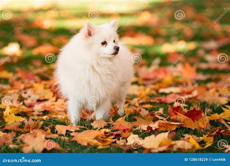 Cute White Spitz Dog In Autumn Leaves Stock Image Image Of Close