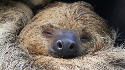 Meet The Worlds Oldest Sloth Mental Floss