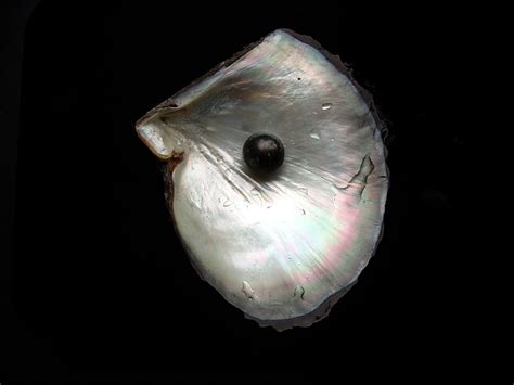 Fichier:A black pearl and a shell.jpg — Wikipédia