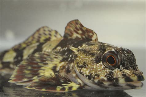 Thornfish Bovichtus Variegatus Kevin Bilyk Flickr