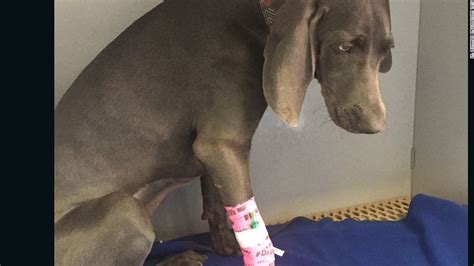 Dog Swallows Gorilla Glue Vet Extracts Perfect Mold Of Stomach Cnn
