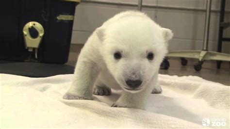 Newborn Baby Polar Bears