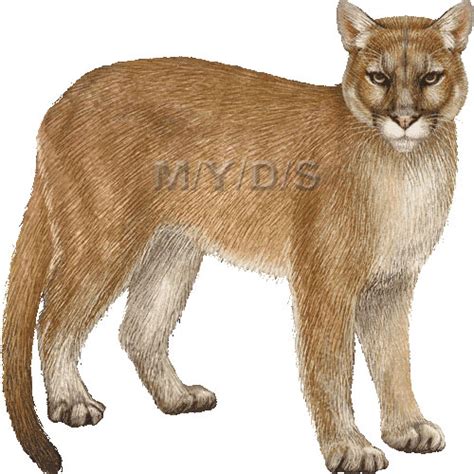 Cougar Clipart Real Cougar Real Transparent Free For