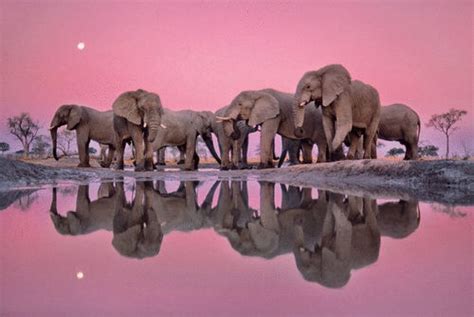 Group Of Elephants Pictures Photos And Images For