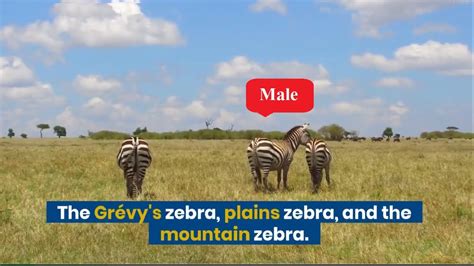 Zebra Information Facts Life Span Reproduction Sex Mating And Species