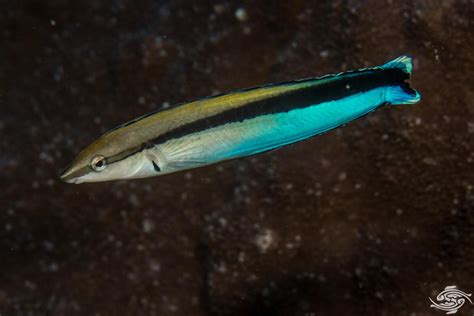 Cleaner Wrasse Facts And Photogarphs Seaunseen