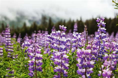 Flowers In Alaska Stock Image Image Of Cloudy Arctic 94564095