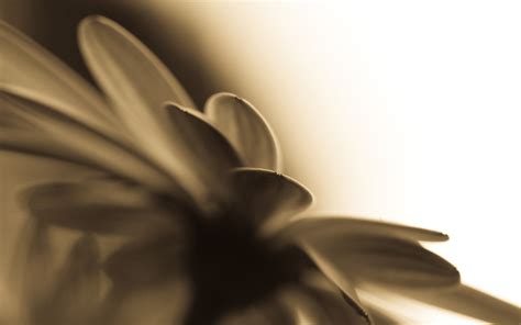 Flowers Sepia Macro Wallpapers Hd Desktop And Mobile Backgrounds