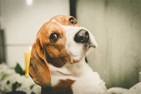 Dowdupont Ends Beagle Use In Animal Testing Of Pesticide