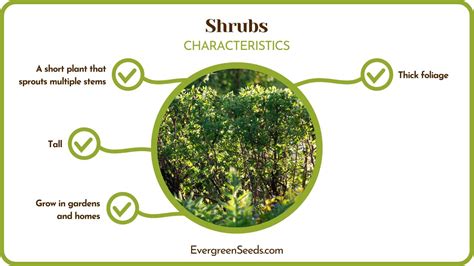 Shrubs Vs Bush Comparing Two Horticultural Plants