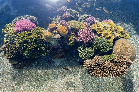 Underwater Observatory Marine Park In Eilat Full Guide