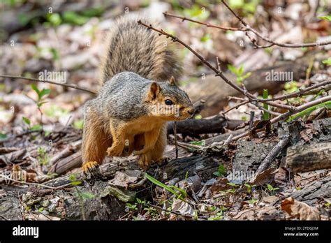 A Fox Squirrel Sciurus Niger In The Forest In The Spring In Michigan