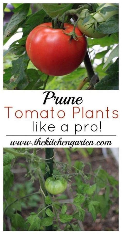 How To Prune Tomato Plants Organicgardening