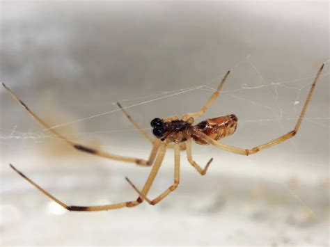 Male Widow Spiders Prefer Younger Ladies—so They Dont Get Eaten