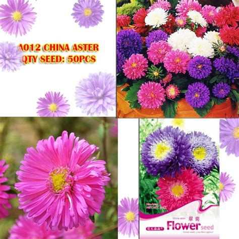 China Aster Species Seeds Flower Goddess Vegetable Flower Fruit Herb