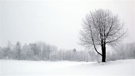 Wallpaper Monochrome Nature Snow Field Branch Cold
