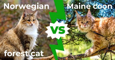 Maine Coon Vs Norwegian Forest Cat Comparing These Giant Cat Breeds
