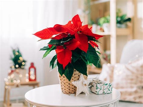 How To Care For Poinsettias After The Holidays Readers Digest Canada