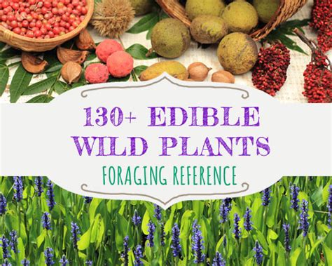 Foraging Reference 130 Edible Wild Plants
