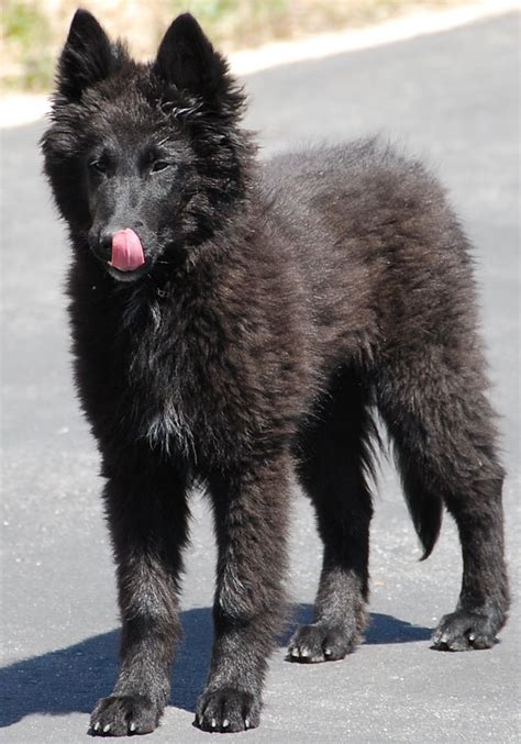 Check out our belgian sheepdog selection for the very best in unique or custom, handmade pieces from our shops. Groenendael - Black Belgian Shepherd | Belgian shepherd ...