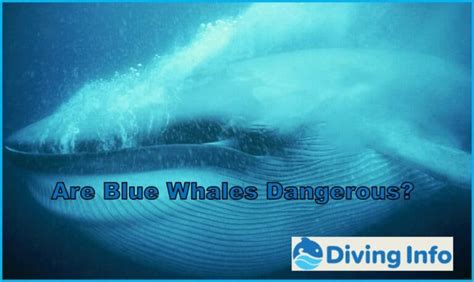 Are Blue Whales Dangerous Diving Info