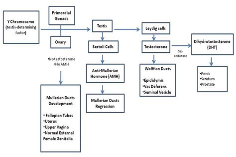 simplified module for sexual differentiation and development of download scientific diagram