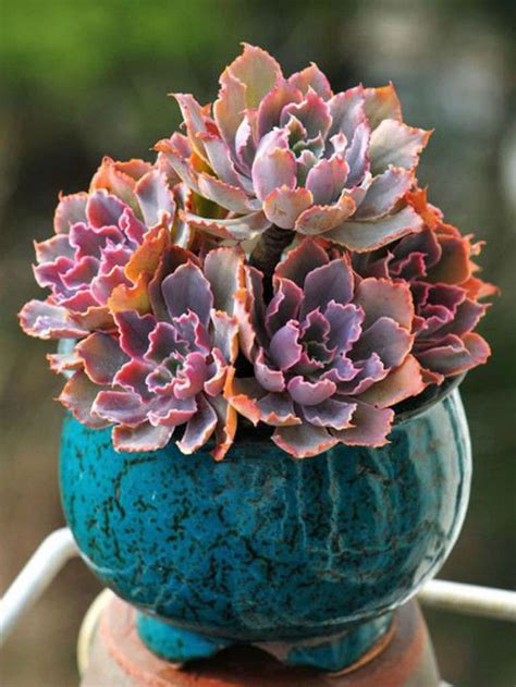 Succulent with pink flowers in winter. Echeveria shaviana 'Pink Frills' (Pink Frills Echeveria ...