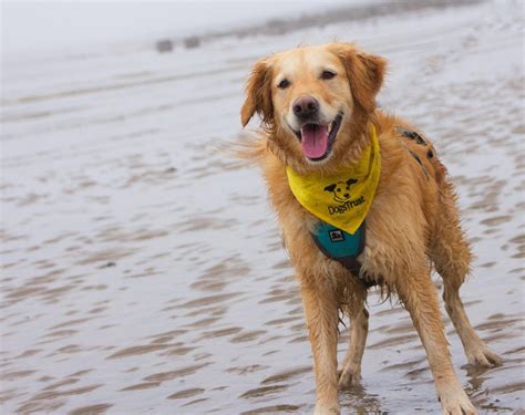 Sponsor Dog Honey Having Fun In The Sea And Keeping Cool At Dogs Trust