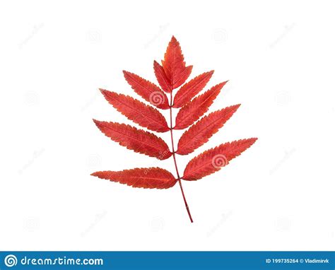 Large Red Mountain Ash Leaf Isolated On A White Background Stock Photo