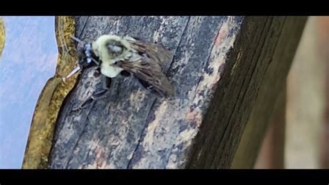 A Baby Carpenter Bee Hitting Some Honey Youtube