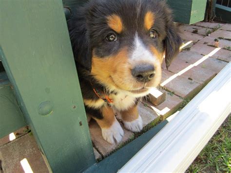 Bernese Mountain Collie Puppy This Is Emma Smiling Collie Puppies
