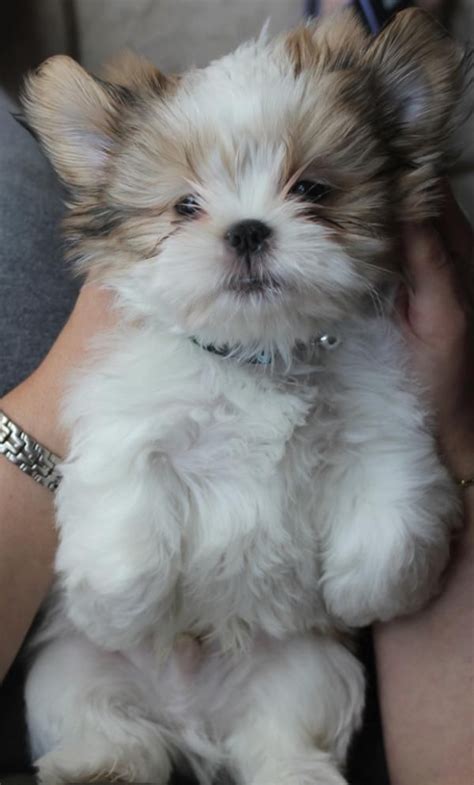 36 Best Maltese Shih Tzu Images On Pinterest Cute Dogs Little Dogs