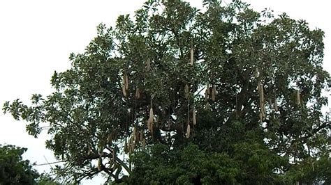 Real Sausage Tree Found In Africa Youtube