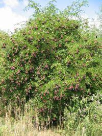 Der schwarze holunder (sambucus nigra)ist wohl die bekannteste holunderart. Schwarzer Holunder Details - Baumbestimmung, Laubhölzer ...