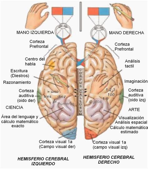 Hemisferios Cerebrales HEMISFERIOS CEREBRALES IZQUIERDO DERECHO